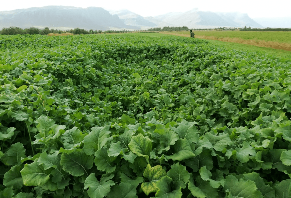 Mynd sem tengist textanum