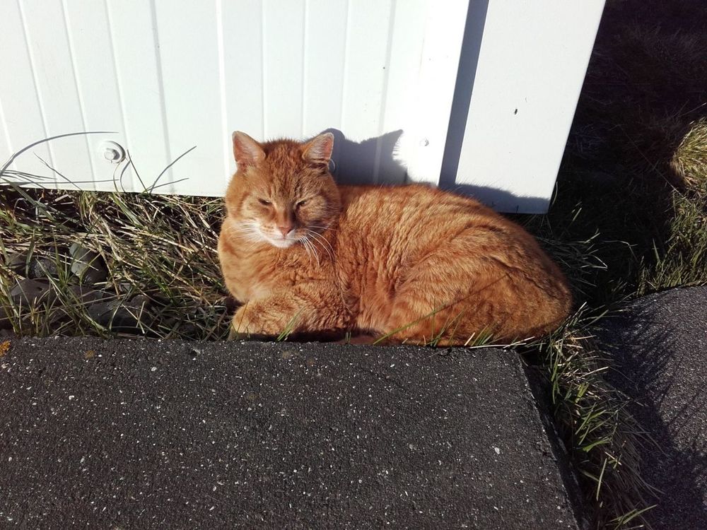 Mynd sem tengist textanum