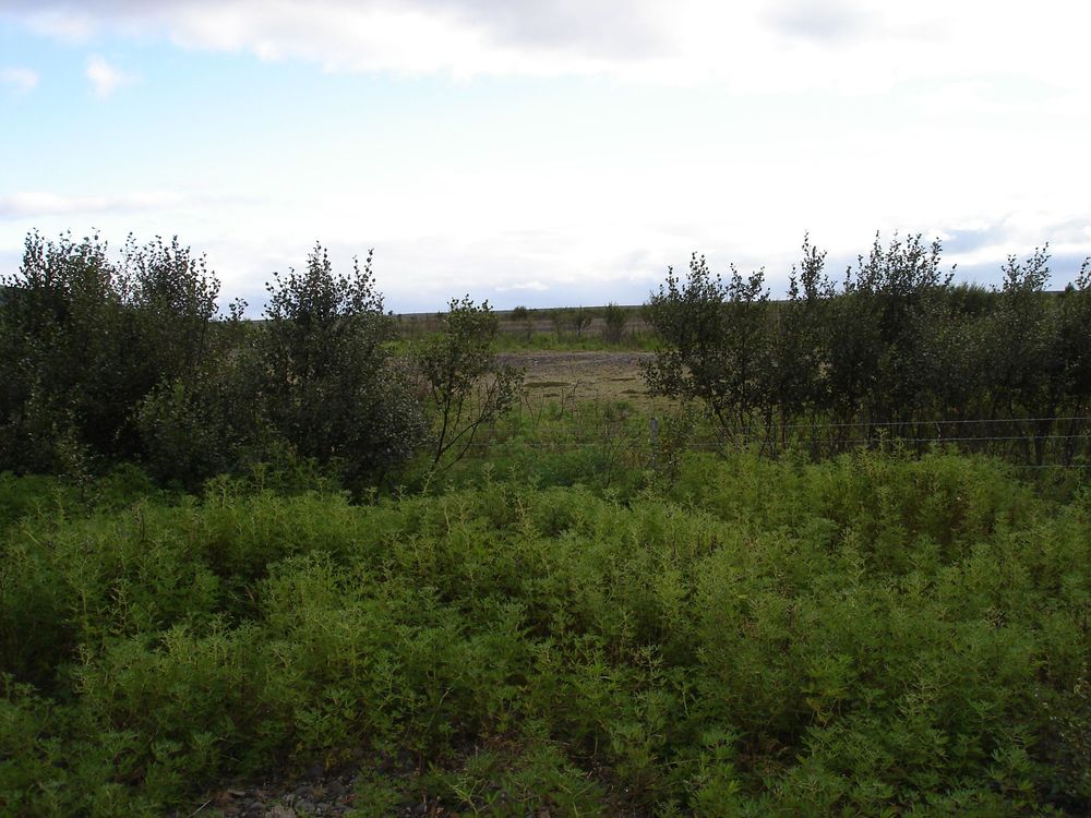 Mynd sem tengist textanum