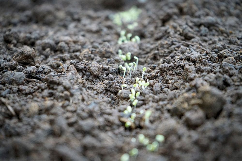 Mynd sem tengist textanum