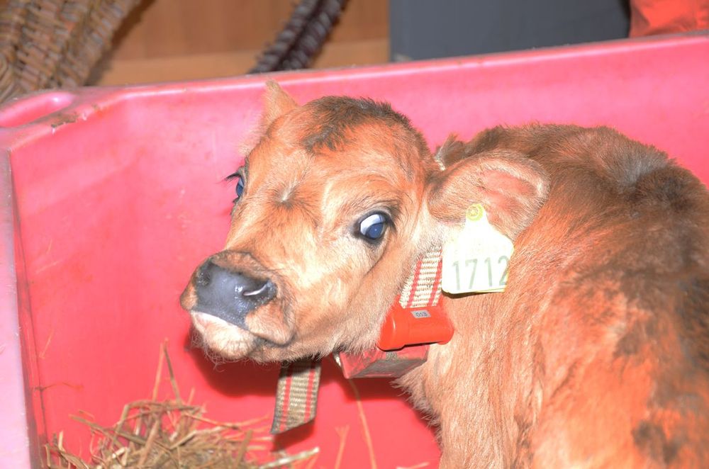 Mynd sem tengist textanum