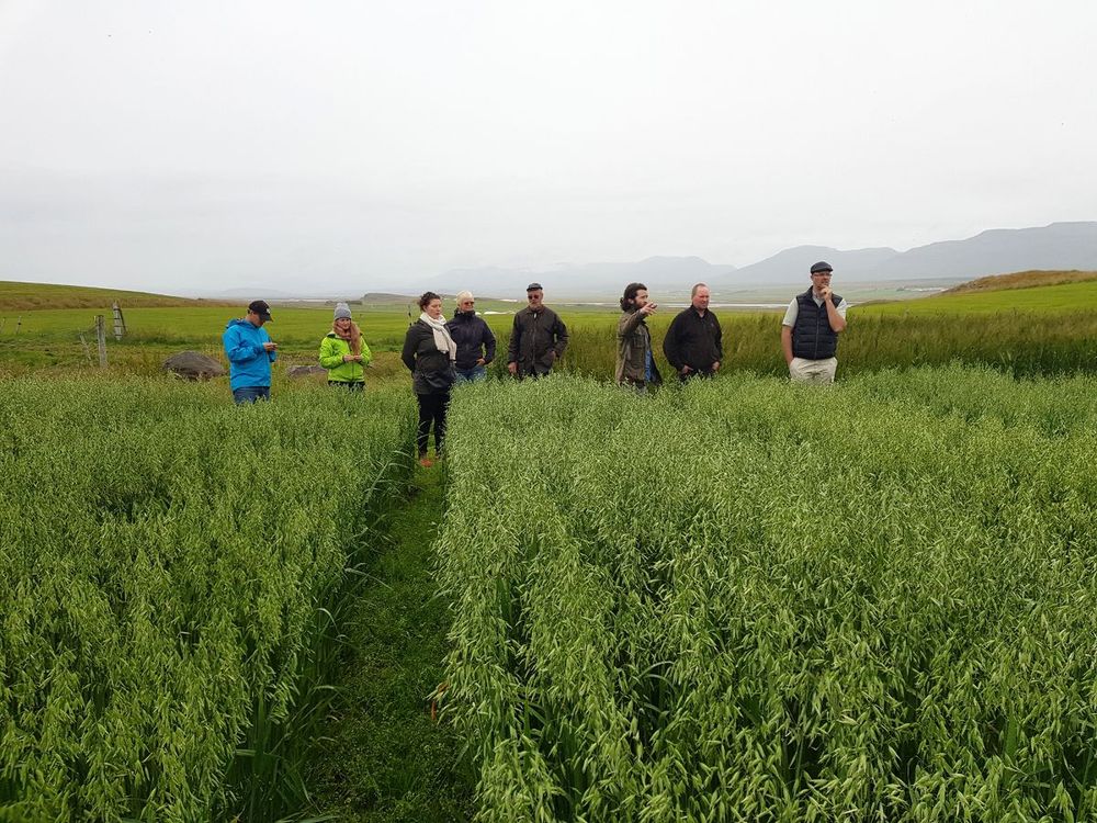 Mynd sem tengist textanum