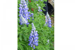 Mynd sem tengist textanum