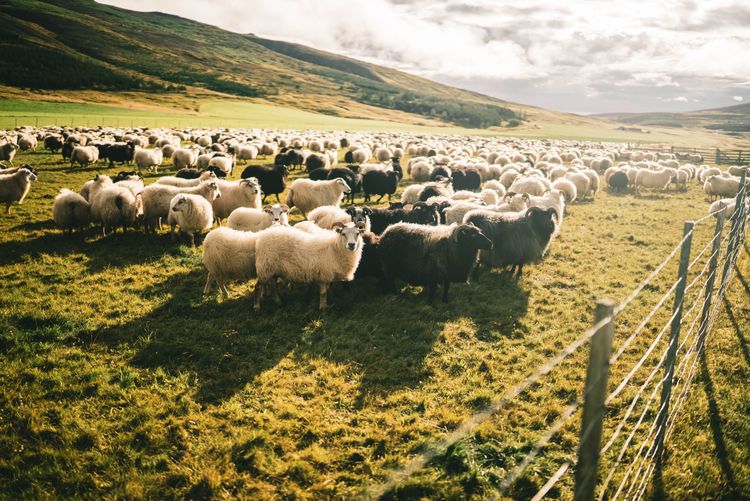 Mynd sem tengist textanum