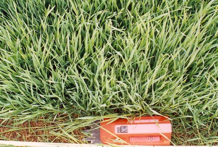 Mynd sem tengist textanum