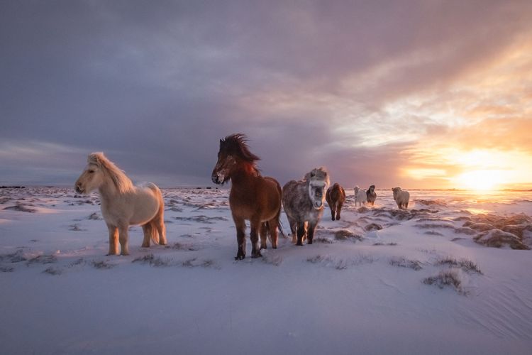 Vetrarmynd af hestum