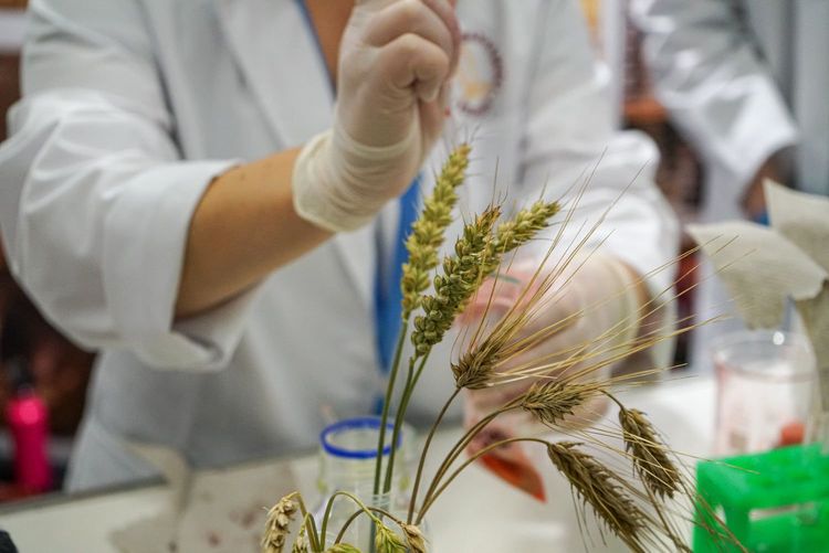 Mynd sem tengist textanum