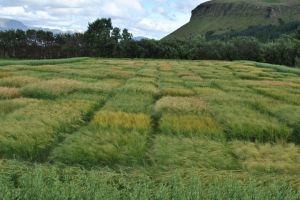 Mynd sem tengist textanum