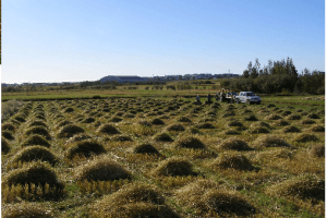 Mynd sem tengist textanum