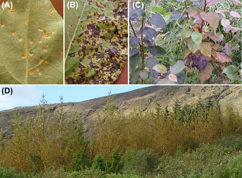 Mynd sem tengist textanum