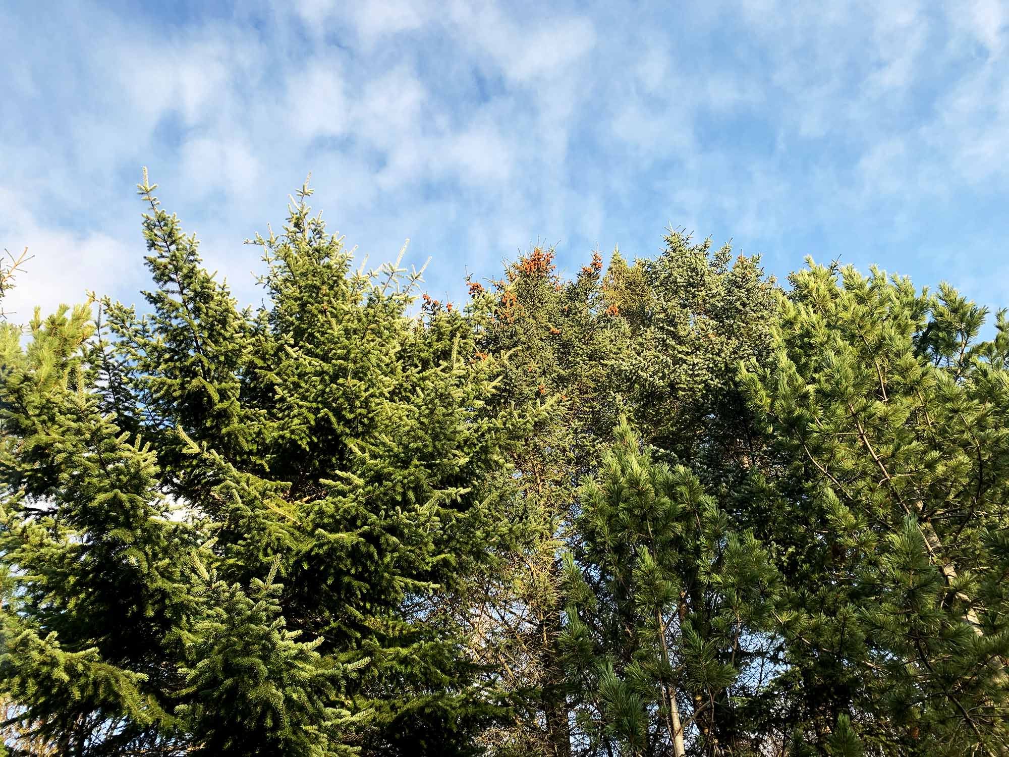 Mynd sem tengist textanum