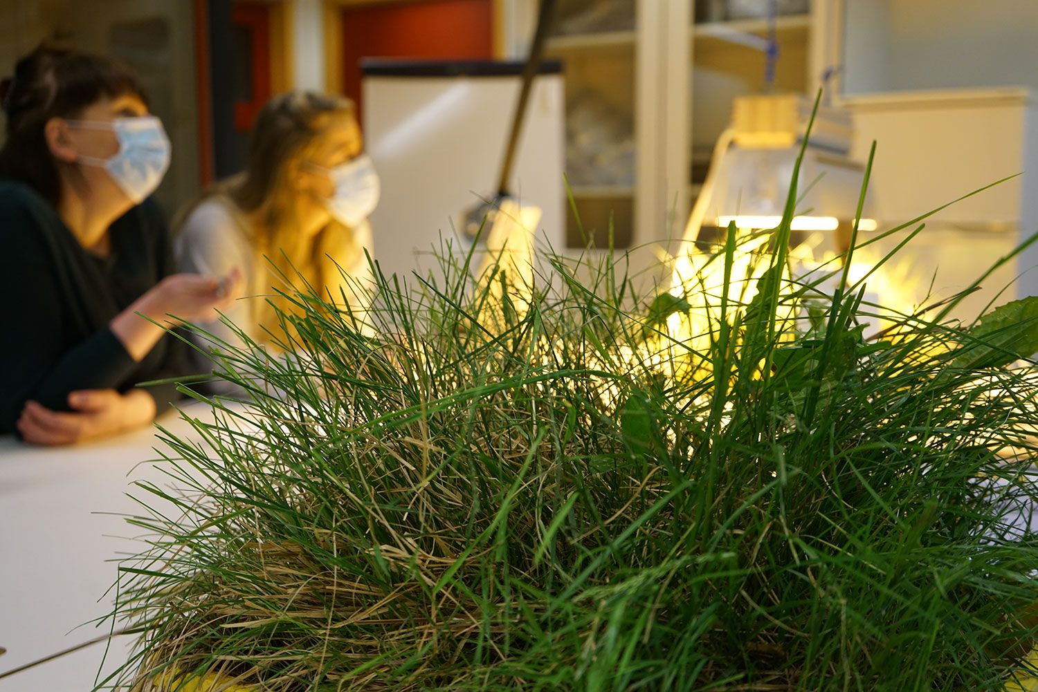 Mynd sem tengist textanum