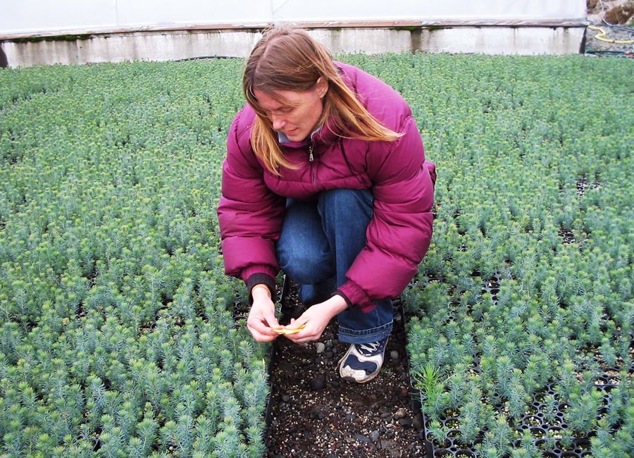 Mynd sem tengist textanum