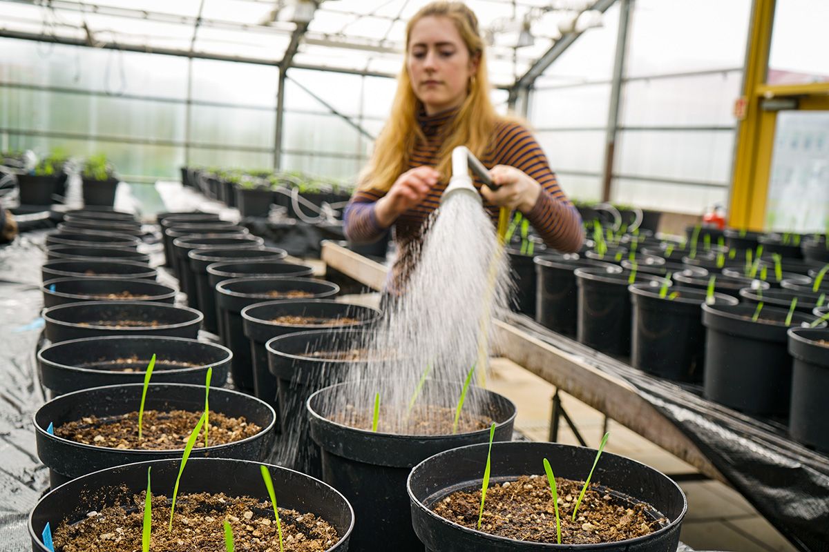 Mynd sem tengist textanum