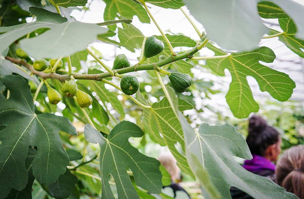 Mynd sem tengist textanum