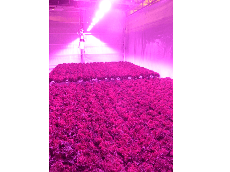 Mynd sem tengist textanum