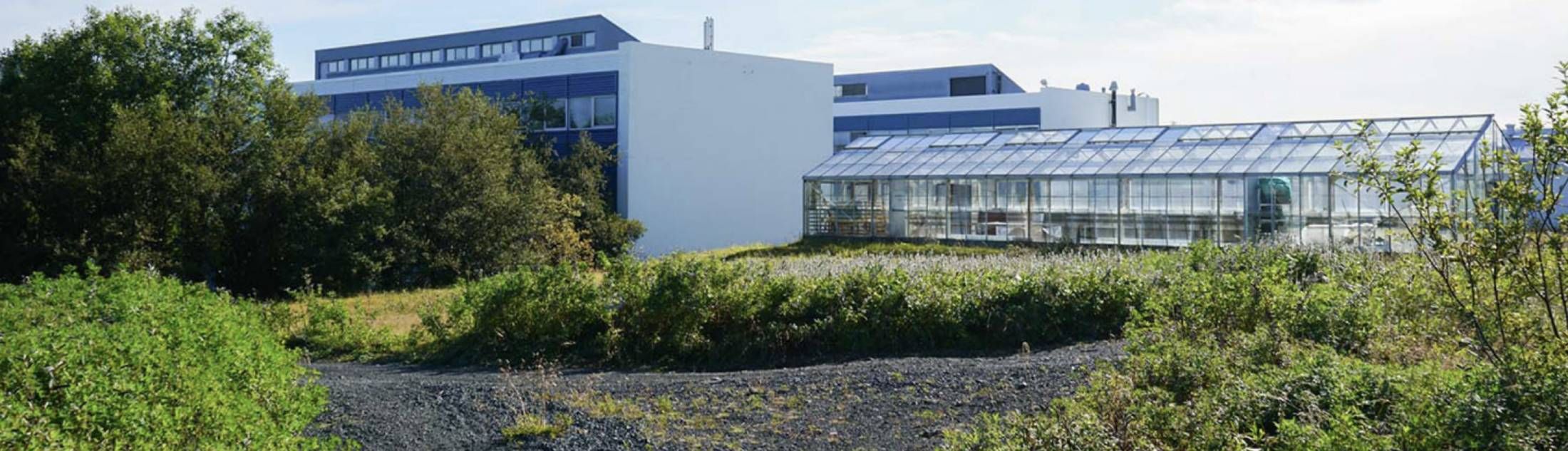 Mynd sem tengist textanum