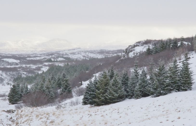 Mynd sem tengist textanum