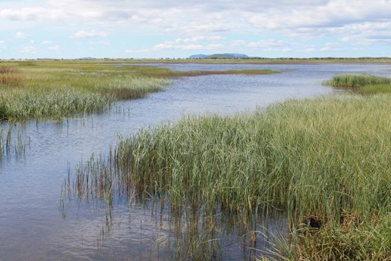 Mynd sem tengist textanum