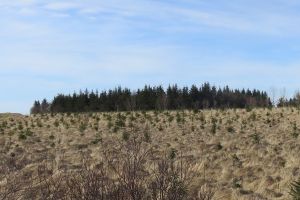 Mynd sem tengist textanum