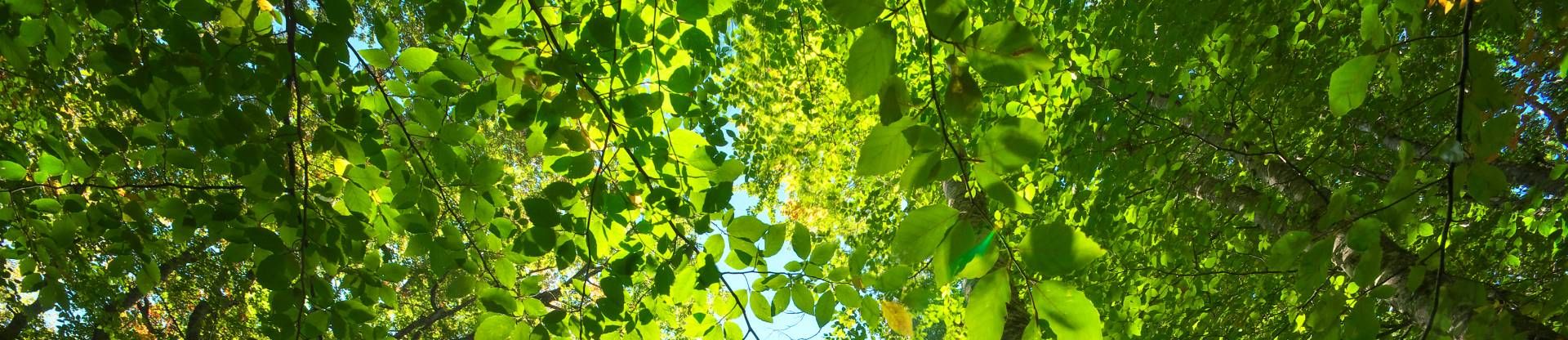 Mynd sem tengist textanum