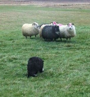 Mynd sem tengist textanum