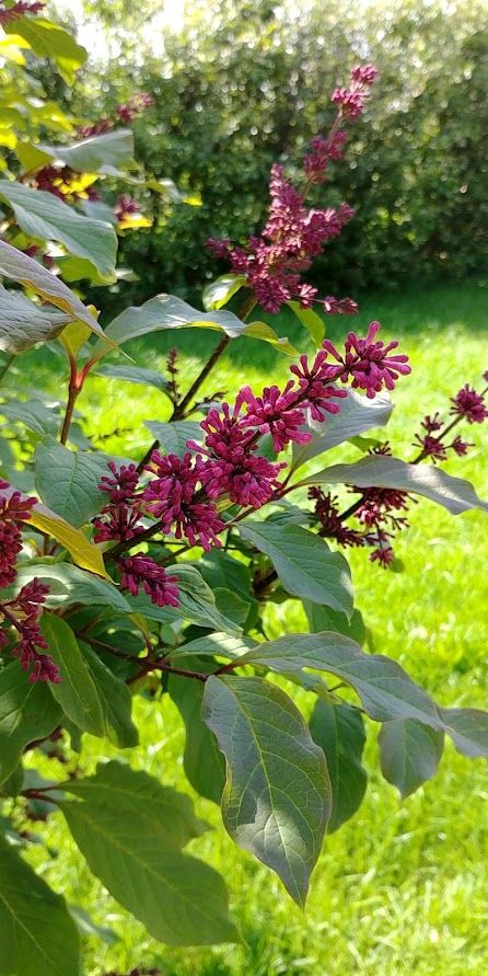 Mynd sem tengist textanum