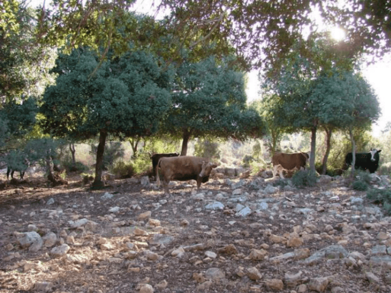 Mynd sem tengist textanum